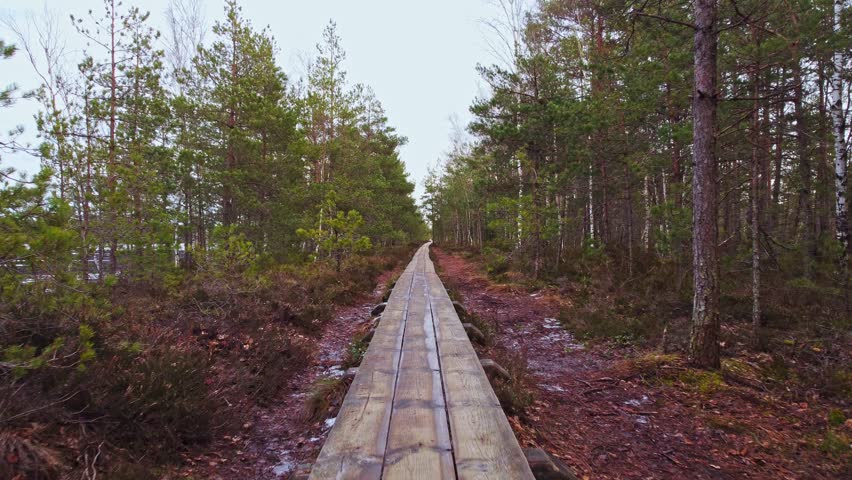Stabilised Shot of a Colorful Forest Trail. Path to Autumn Bliss