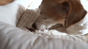 Dog close up lying in light pet bed and licking the paw. video footage. Elderly dog Jack Russell terrier clearing her paw taking care. Gray haired old dog