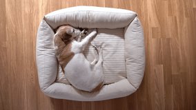 Cute sleeping dog top view from above small dog relaxing on comfortable pet bed at day time. parquet floor. Sleepy napping siesta pet time lies on left side. video footage