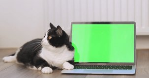Cat near laptop green screen in white room background. Fluffy pet lying next display with green chroma key copy space, static 4k video. Cute domestic animal watching in mock-up laptop monitor at home