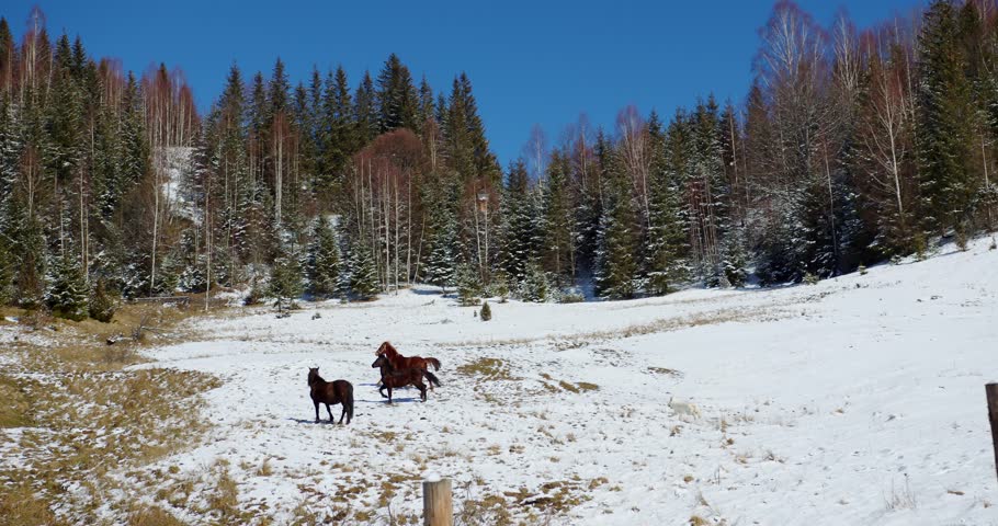 A white shepherd grazes three horses in the mountains on a background of snowy Christmas trees. the dog plays with the horses. the dog chases the horses | Shutterstock HD Video #1101739223