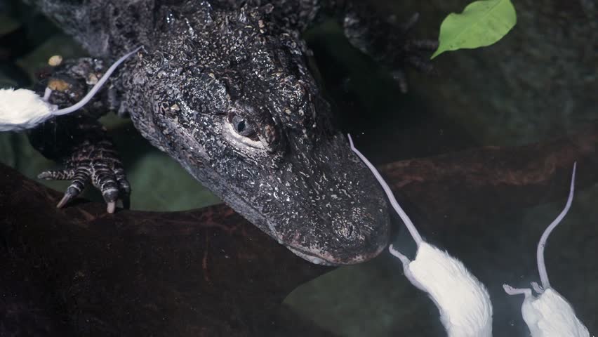 Chinese alligator (Alligator sinensis) eats rats in the water. A critically endangered crocodile endemic to China.