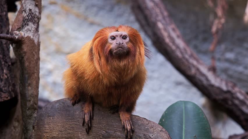 Golden lion tamarin (Leontopithecus rosalia)