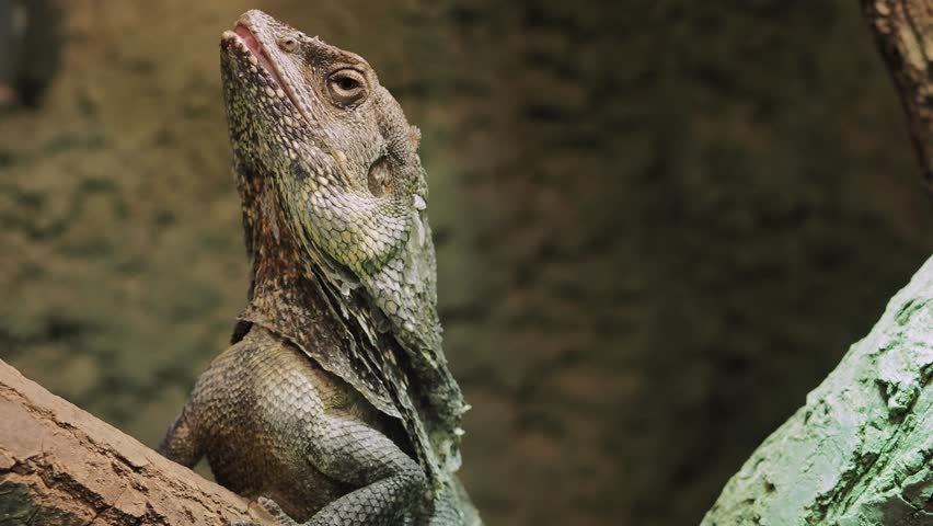 Frilled Lizard (Chlamydosaurus kingii) Clamidosaurio on tree branch