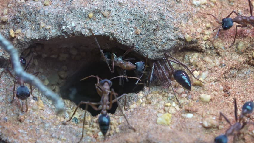 Australian bull ant or bulldog ant, Myrmecia desertorum