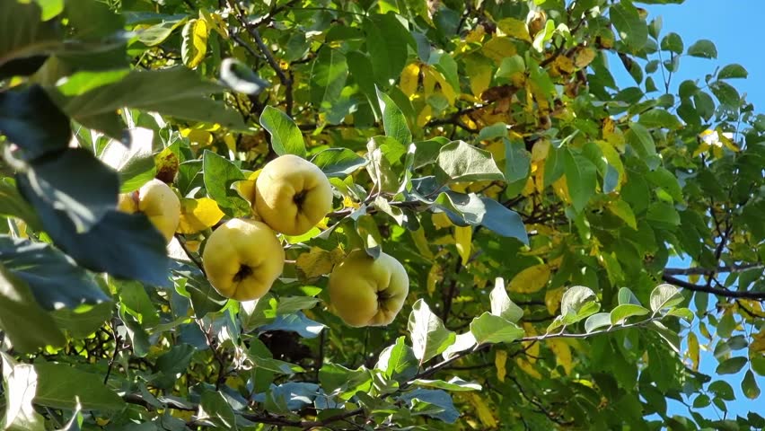 Ripe yellow quince hangs on branches among green and yellow leaves against a blue sky. Royalty-Free Stock Footage #1101739729