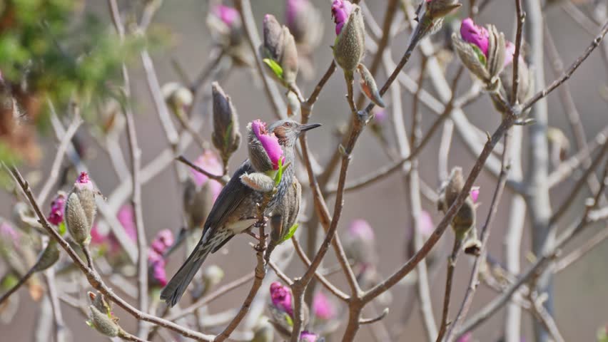 bulbul is on a branch