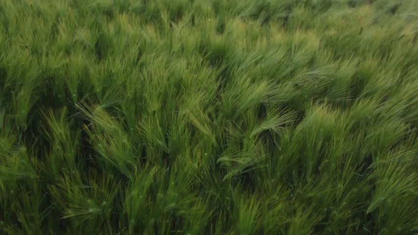 A green field of unripe wheat ripples in the evening in the strong wind. Landscape with green ears on a summer evening. The wind sways the ears. | Shutterstock HD Video #1101739835