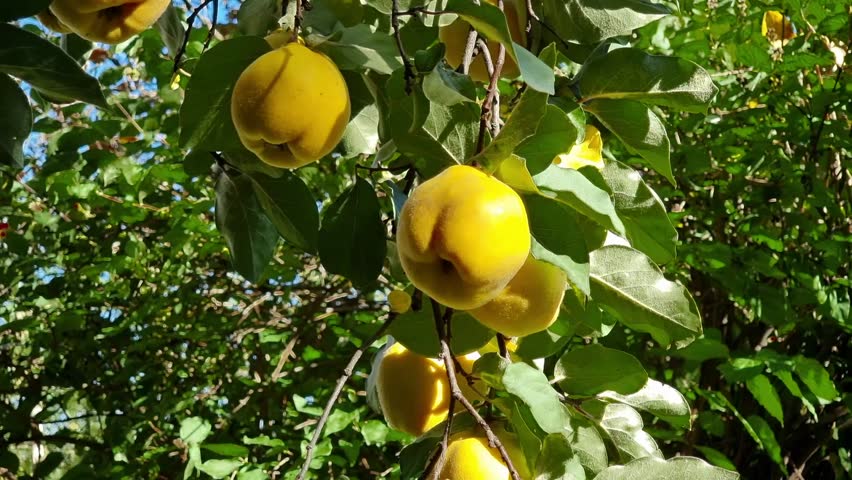 Ripe fruits of yellow quince hang on a branch among green leaves and sway in the wind under the rays of the autumn sun. Fruit garden. Harvest season. Royalty-Free Stock Footage #1101740179