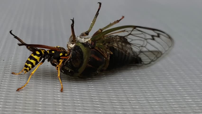 Close up of wasp or hornet eating and munching on the insides of a dead moth by putting it's head in the body and chewing and feasting from the inside out. | Shutterstock HD Video #1101744455