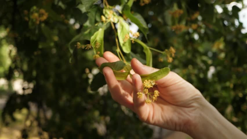 Slow motion of female fingers running through linden flowers, hand touching delicate yellow blossoms in the sunlight, soft selective focus Royalty-Free Stock Footage #1101744937