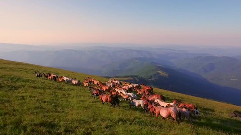 Aerial Of Horses Running Through Beautiful Sunny Mountain Meadow Spring Nature Animals Landscape Background Wild Nature Stallions Galloping Outdoor Livestock Concept