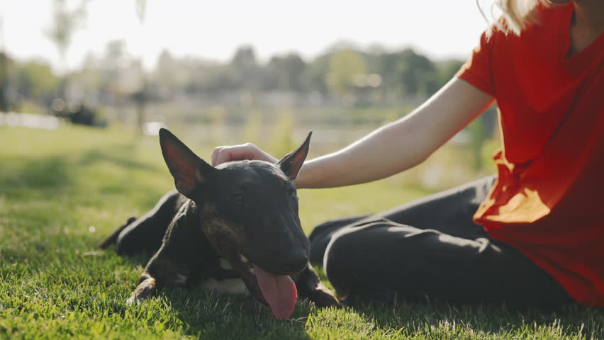 Hands of the Caucasian Woman Pet Owner in a Park Stroking, Showing Love to Her Mini Bull Terrier. Girl Playing Scratching Her Dog While He Is Lying on the Grass. People and Dogs Friendship Concept | Shutterstock HD Video #1101745481