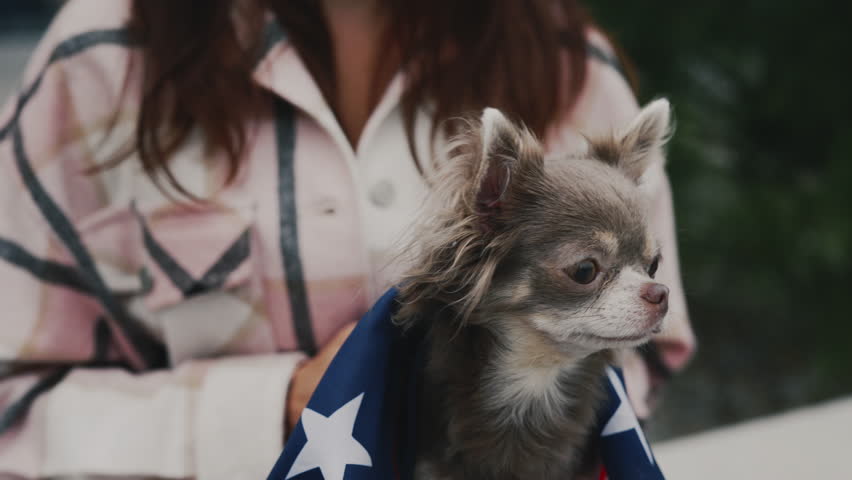 Chihuahua is Wrapped in the USA Flag, Woman Holding Him Standing Outside in the Park. Dog is Wrapped in the American Flag and the Girl Owner is Showing Him to the Camera in Close Up | Shutterstock HD Video #1101745507