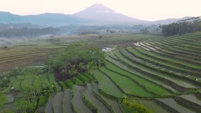 Aerial view of beautiful terraced rice field with mountain on the background. Early paddy plant planting process - Rural landscape of Indonesia