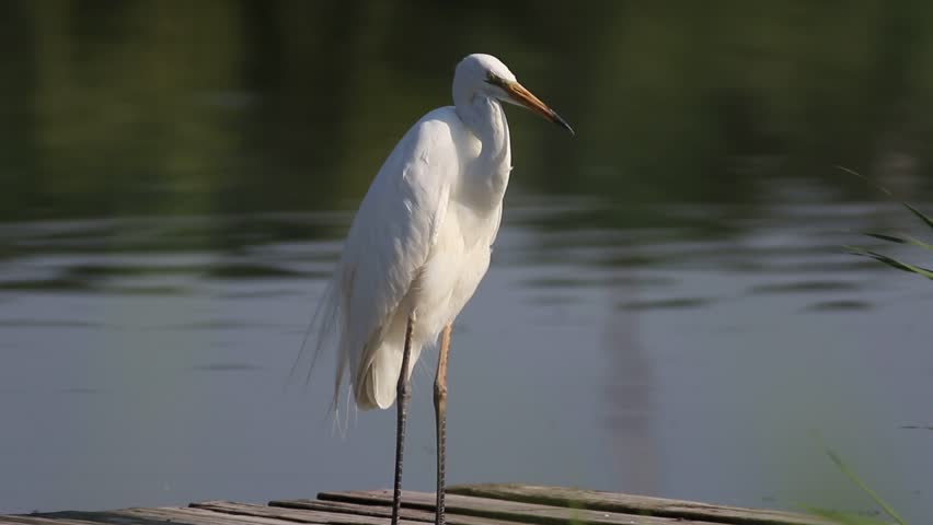 Great egret, Ardea alba. A bird stands on a bridge on the river bank and brushes her feathers