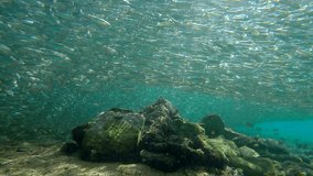 Massive school of Hardyhead Silversides Atherina fish at spawning run swims in a circle around the rocky reef, forming a funnel over it, Slow motion, Camera moves around the reef. - Powered by Shutterstock - Get 15% off with code: PIKWIZARD15