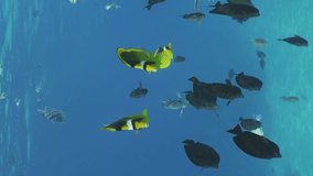 Vertical video, Curious colorful tropical fish swim behind camera and look into lens, Slow motion. Tropical fish of different species swimming curiously towards camera on blue water in bright sunbeams