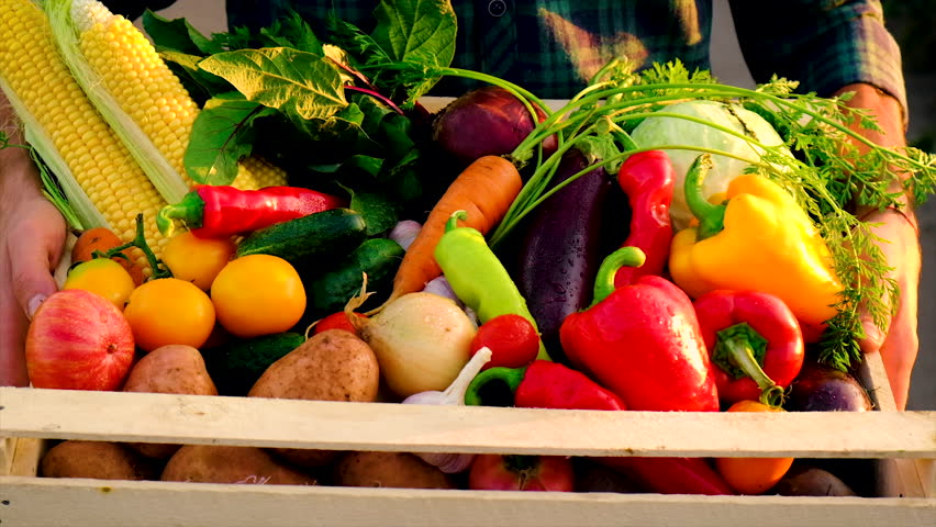 Vegetables in the hands of a man in the garden. Selective focus. Food.