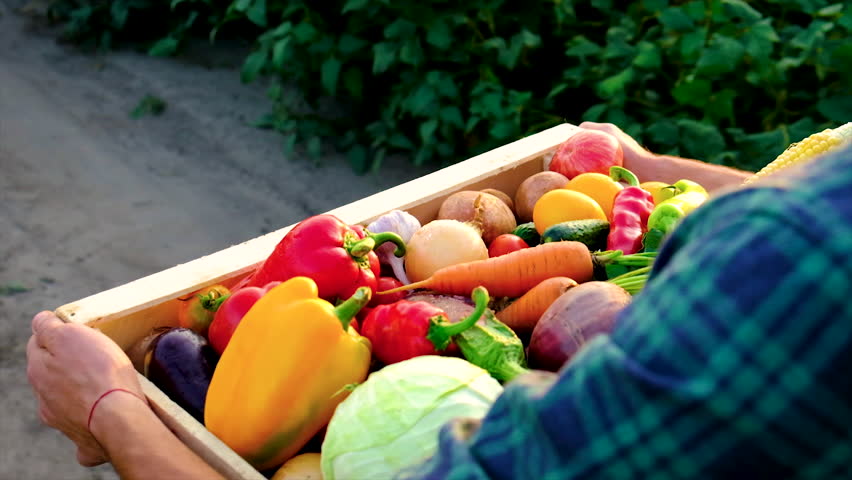 Vegetables in the hands of a man in the garden. Selective focus. Food. Royalty-Free Stock Footage #1101748193
