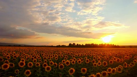 Beautiful Sunset Over Sunflower Field Fly Over Pan Aerial Close Up Drone Shot Nature Beauty Farming Concept