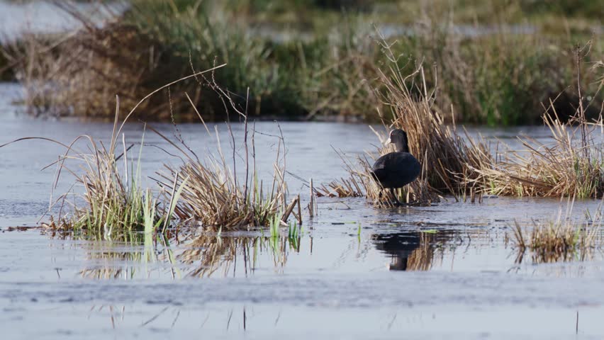 Close up shot of a bird taking flight across a lake, panning up as the bird flies away to reveal flocks of geese, ducks and other migratory birds