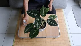 The video shows a man's hands cleaning the leaves of a houseplant known as the Alocasia Black Velvet plant. The man uses cotton and water to clean the dirt and dust on the leaves.