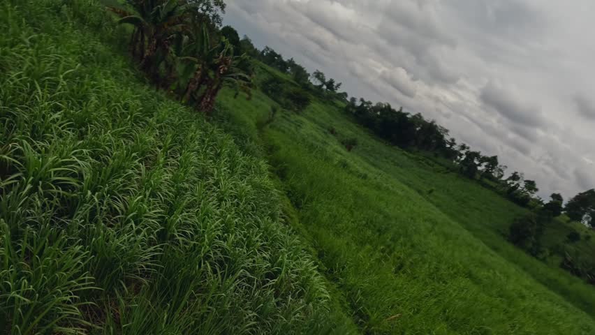 Tropical rice field greenery vegetation fern banana orange palm trees Asian agriculture aerial view. FPV sport drone low shot nature exotic meadow farm plantation scenery harvest growth cloudy sky 4k | Shutterstock HD Video #1101749565