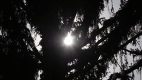 Silhouette of tree with sun between branches.
Video showing tree branches with strong sunlight behind them.
