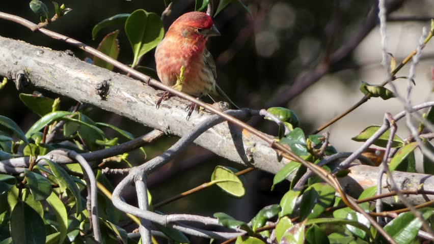 red headed male house finch on a branch with wind 