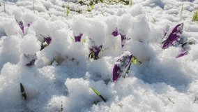 Snow melts over purple crocuses. Spring flowers blooming on green meadow under melting snow. Time lapse UHD 4k video