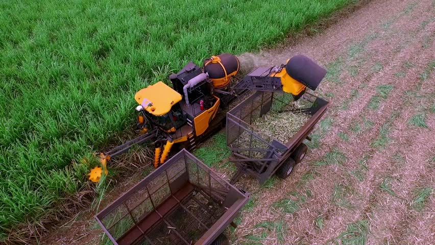 Rows of sugar cane being chopped and gathered by a harvester and trailer - aerial