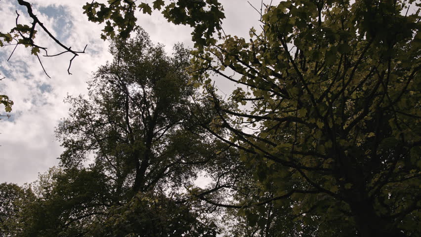 Cloudy skies in a garden