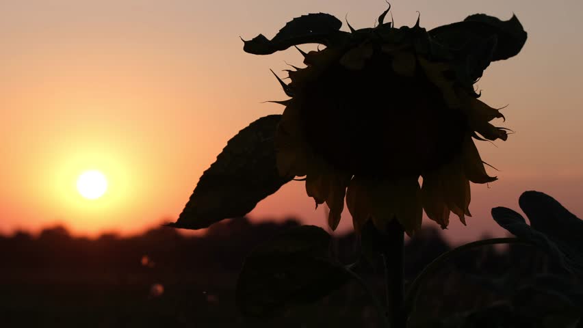 Silhouette of a dried flower on the background of the sunset. Beauty concept.