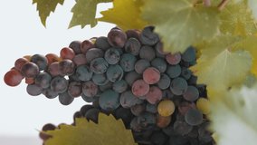 Vertical video of beautiful grapes in vinery during harvest time