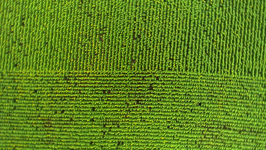 Long straight rows of blooming sunflowers in a farmer