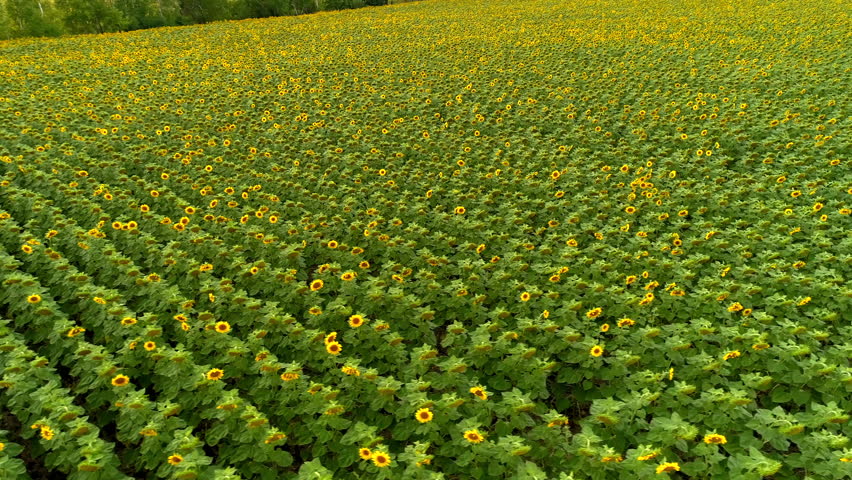 Long straight rows of blooming sunflowers in a farmer