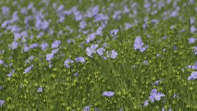 This stock video shows a field with beautiful blue flax flowers. This video will decorate your projects related to nature in summer, agriculture, wildflowers.