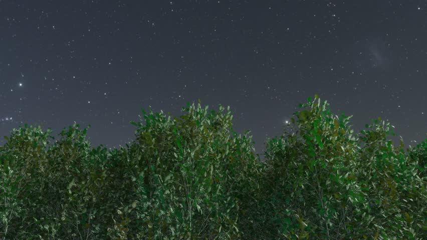 Trees and sky swaying in the wind