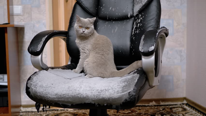 Curious Gray Domestic Fluffy Cat Sitting on Old Scratched, Damaged Leather Chair. Peeling skin on an old chair, from the sharp claws of a playful cat. Restoration of Old Furniture. Bad pet habits. Royalty-Free Stock Footage #1101769441