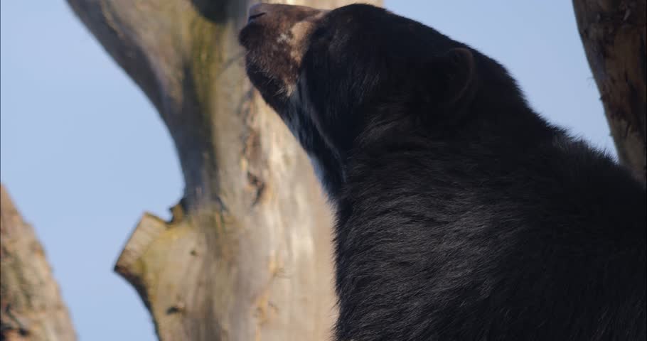 Black bear sitting on top of a dead tree	
