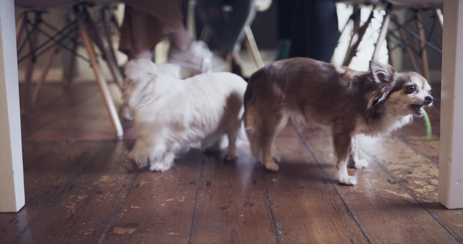 Family, celebration and food on a table for lunch or dinner party with friend and dogs in dining room for Christmas or thanksgiving holiday. Men and women in house with wine for happy eating