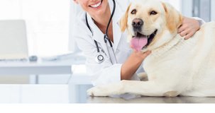 Animation of cute labrador pet dog with happy vet. domestic life, pet companion concept digitally generated video.