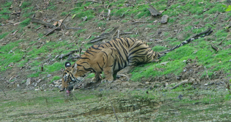 A tiger while drinking water and suddenly looking at the direction , the unknown sound was heard