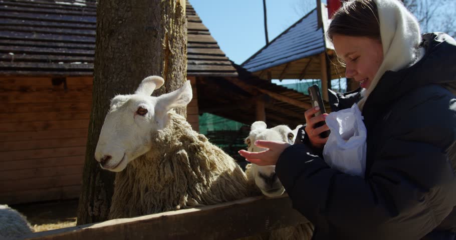 a girl feeds Borde Lister sheep that behind the fence are begging for food and raising their legs. a girl plays with sheep and laughs. a woman feeds sheep and takes pictures on her phone