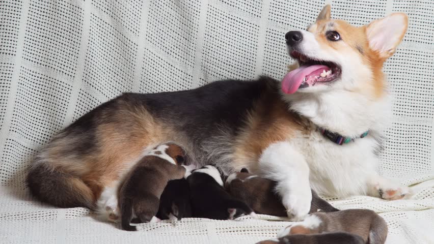 Side view of lovable dog pembroke welsh corgi feeding babies, breathing often, showing tongue. Four two-month-old puppies lying sucking milk on white cotton plaid. Dog breeding, motherhood. Studio. Royalty-Free Stock Footage #1101780569
