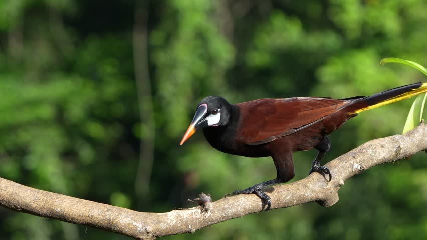 Montezuma Oropendola, Psarocolius montezuma, on a branch in Costa Rica Royalty-Free Stock Footage #1101784173