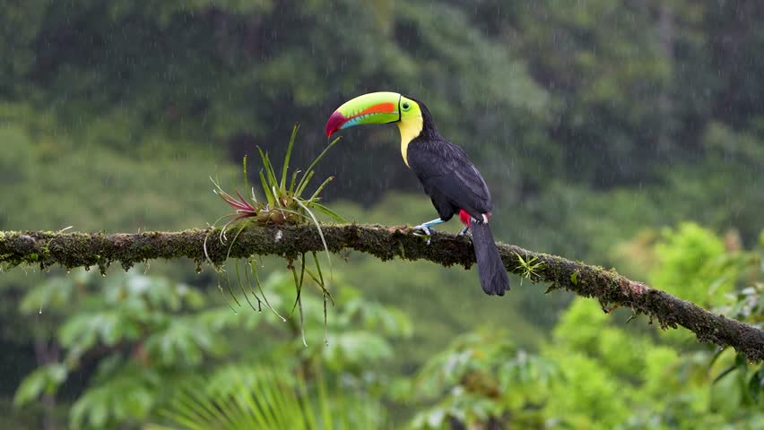 Vibrant and Colorful Keel-billed toucan, Ramphastos sulfuratus, jumping over a bromeliad plant on a branch in slow motion in Costa Rica