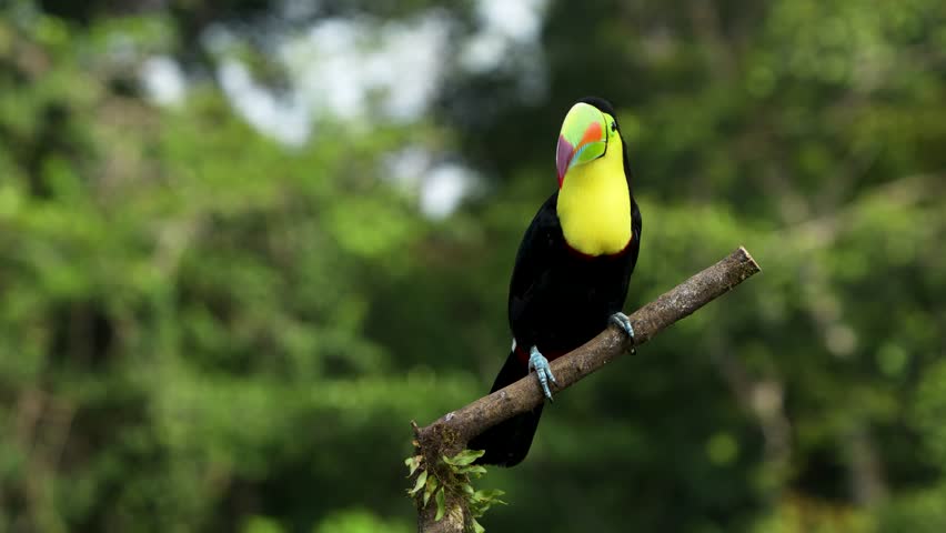 Vibrant and Colorful Keel-billed toucan, Ramphastos sulfuratus, perched and cleaning its beak in Costa Rica