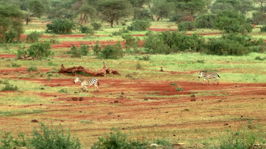Zebras Walking On Their Habitat On A Plains In Tsavo West National Park, Kenya. Wide Shot